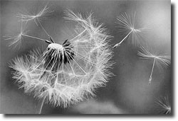 Psalm einer Pusteblume (Leihprodukt)