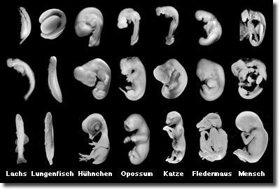 Wie unterschiedlich die Embryonen tatsächlich gestaltet sind, zeigt diese A...